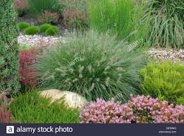 Pennisetum Aloprcuroides &#39;Hameln&#39; 1 gal.