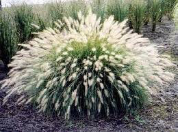 Pennisetum Aloprcuroides &#39;Hameln&#39; 1 gal.