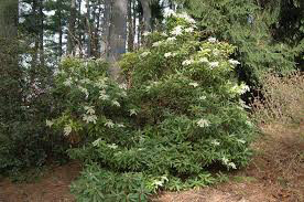 Andromeda Pieris japonica &#39;Brouwer&#39;s Beauty&#39; #3