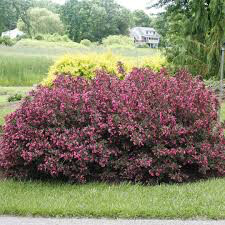 Weigela florida &#39;Wine and roses&#39; 3 gal