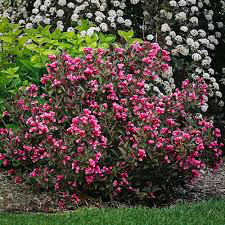 Weigela florida &#39;Wine and roses&#39; 3 gal