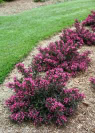 Weigela florida &#39;Wine and roses&#39; 3 gal