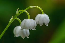 Lily of the Valley Convallaria majalis 1 gal