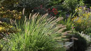 Pennisetum alopecuroides &quot;Dwarf Fountain Grass&quot; (1 Gal)