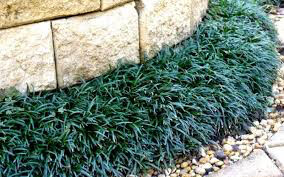Ophiopogon Janponicus - Common Mondo Grass 1 gal.