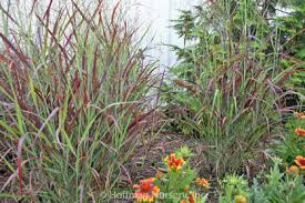PANICUM VIRGATUM `RUBY RIBBONS` 2 gal.