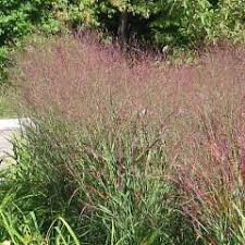 PANICUM VIRGATUM `RUBY RIBBONS` 2 gal.