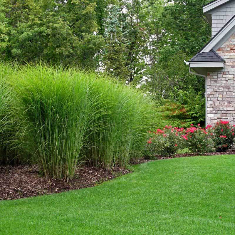 Miscanthus gracillimus deals