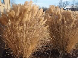Miscanthus Sinensis `Gracillimus`3 gal.