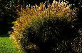 Miscanthus Sinensis `Gracillimus`3 gal.