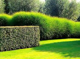 Miscanthus Sinensis `Gracillimus`3 gal.