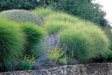 Miscanthus Sinensis &#39;Morning Light&#39; 2 gal.