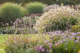 Miscanthus Sinensis &#39;Morning Light&#39; 2 gal.