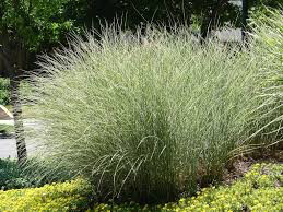 Miscanthus Sinensis &#39;Morning Light&#39; 2 gal.