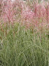 Miscanthus Sinensis &#39;Morning Light&#39; 2 gal.