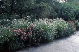 Pennisetum Aloprcuroides &#39;Hameln&#39; 1 gal.