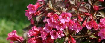 Weigela florida &#39;Wine and roses&#39; 3 gal