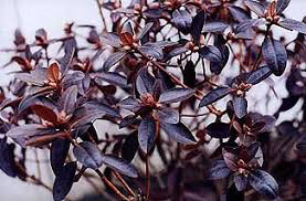 Rhododendron &#39;PJM Elite&#39; 10 gal