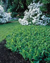 Lily of the Valley Convallaria majalis 1 gal