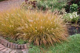 Pennisetum alopecuroides "Dwarf Fountain Grass" (1 Gal)