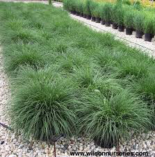 Pennisetum alopecuroides &quot;Dwarf Fountain Grass&quot; (1 Gal)