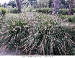 Pennisetum alopecuroides &quot;Dwarf Fountain Grass&quot; (1 Gal)