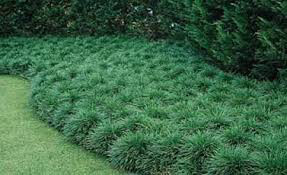 Ophiopogon Janponicus - Common Mondo Grass 1 gal.