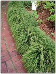 Ophiopogon Janponicus - Common Mondo Grass 1 gal.