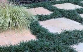 Ophiopogon Janponicus - Common Mondo Grass 1 gal.