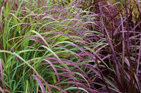 PANICUM VIRGATUM `RUBY RIBBONS` 2 gal.