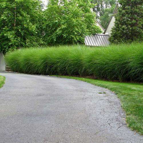 Miscanthus Sinensis `Gracillimus`3 gal.