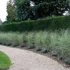 Miscanthus Sinensis &#39;Morning Light&#39; 2 gal.