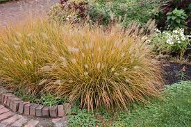 Pennisetum Aloprcuroides &#39;Hameln&#39; 1 gal.
