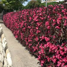 Weigela florida &#39;Wine and roses&#39; 3 gal