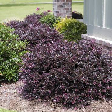 Weigela florida &#39;Wine and roses&#39; 3 gal