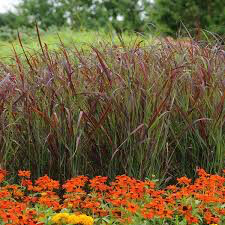 PANICUM VIRGATUM `RUBY RIBBONS` 2 gal.
