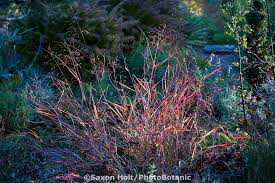 PANICUM VIRGATUM `RUBY RIBBONS` 2 gal.