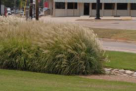 Miscanthus Sinensis `Gracillimus`3 gal.