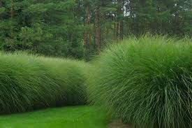 Miscanthus Sinensis `Gracillimus`3 gal.