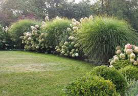 Miscanthus Sinensis &#39;Morning Light&#39; 2 gal.