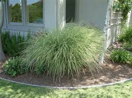 Miscanthus Sinensis &#39;Morning Light&#39; 2 gal.