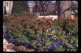Andromeda Pieris japonica &#39;Brouwer&#39;s Beauty&#39; #3
