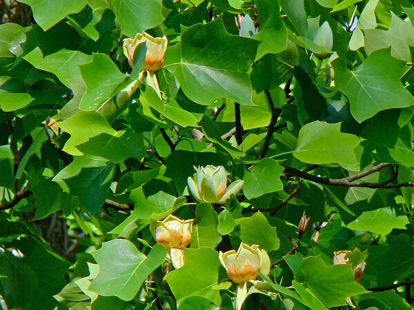 Liriodendron tulipifera 25 gal