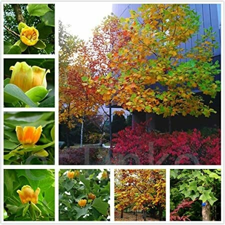 Liriodendron tulipifera 25 gal