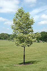 Liquidambar &#39;Variegated Sweetgum&#39; Eaton (15 gal, 15 ft)