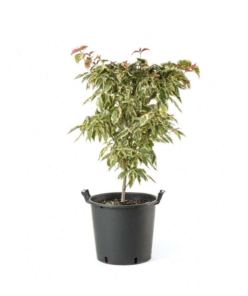 dogwood Cornus florida &#39;Fircomz&#39; 15 gal