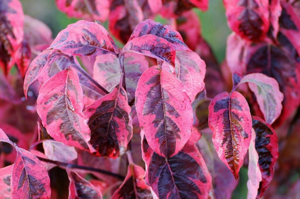 dogwood Cornus florida &#39;Fircomz&#39; 15 gal