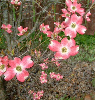 dogwood Cornus florida &#39;Fircomz&#39; 15 gal