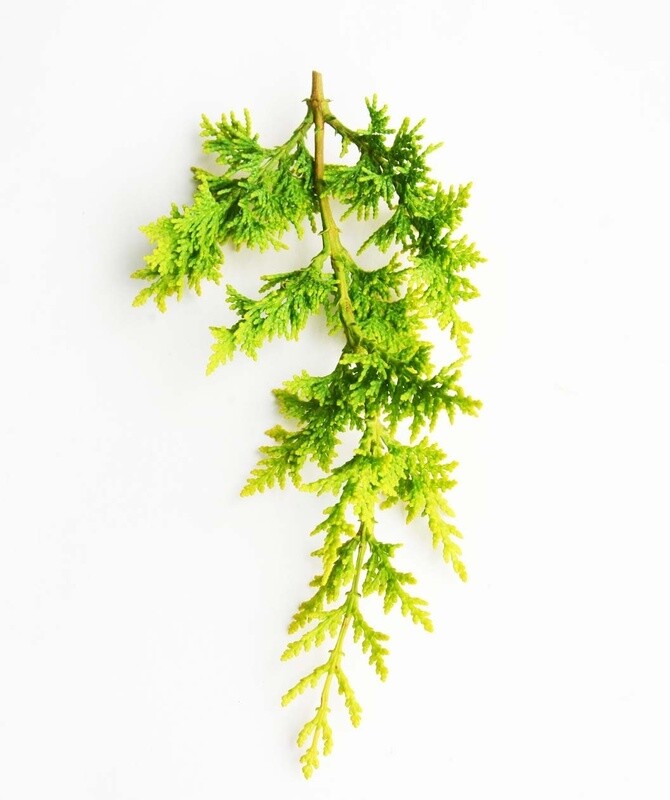 Chamaecyparis obtusa &#39;Fernspray Gold&#39; 6 ft
