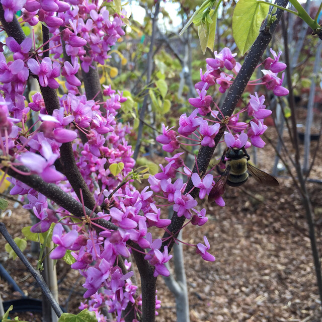 Cercis canadensis &#39;Alley Cat&#39; 15 gal